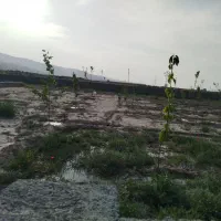 باغ فروشی 1000 متر نرسیده به روستای جمعاب|فروش زمین و ملک کلنگی|گلبهار, نوبهار|دیوار