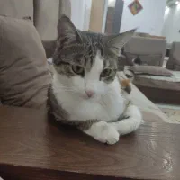 گربه|گربه|چهارباغ, |دیوار