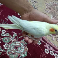 عروس هلندی