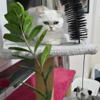 گربه گم شده|حیوانات|تهران, ارامنه|دیوار