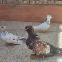کبوتر