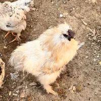 خروس ابریشمی جوجه پرهما جوجه خانگی