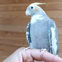 عروس هلندی|پرنده|لاهیجان, گلستان|دیوار