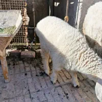 فروش بره|حیوانات مزرعه|خاش, |دیوار