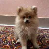 سگ پامر پرتغالی روباهی|سگ|شیروان (خراسان), |دیوار