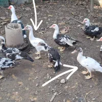 اردک ۴ ماهه اسرائیلی