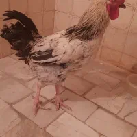 خروس جوان ، خوش هیکل|حیوانات مزرعه|تهران, جیحون|دیوار