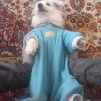 شیزوماده|سگ|لولمان, |دیوار