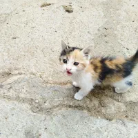 فروش گربه
