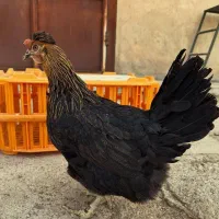 مرغ و خروس محلی