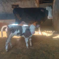 گاو همراه گوساله ماده و تلیسه آبستن|حیوانات مزرعه|بجنورد, |دیوار