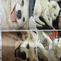 سگ اشپیتس|حیوانات|تهران, نازی‌آباد|دیوار