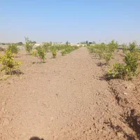 فروش زمین باغچه۹هزارمتراتوبان دزفول اندیمشک|فروش دفتر صنعتی، کشاورزی، تجاری|اندیمشک, |دیوار