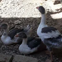 جوجه غاز