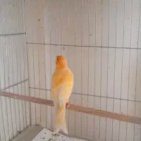قناری نر لر دهن
