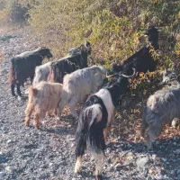 بزغاله|حیوانات مزرعه|سیلوانه, |دیوار