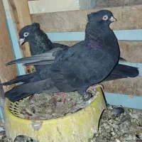 توقی زاغ عبادانی
