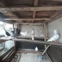تعدادی ۲۳تاکفتر پرشی دونه ای ۳۰۰ به بالا