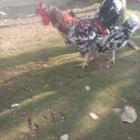 جوجه مرغ خروس محلی گلین گردن گلابی