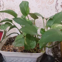 گمشده کیف گردنی