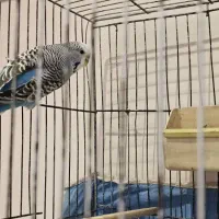 مرغ عشق انگلیسی|پرنده|کرج, باغستان|دیوار