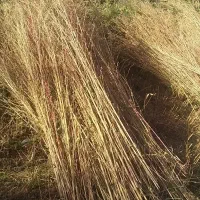 جارو|لوازم نظافت|نهاوند, |دیوار