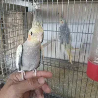 عروس هلندی  لوتینو گل باقالی سینامون|پرنده|آبدانان, |دیوار