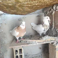 کبوتر|پرنده|سرپل ذهاب, |دیوار