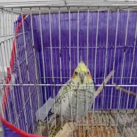 پرنده|پرنده|زابل, |دیوار