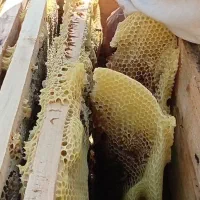 عسل|خوردنی و آشامیدنی|اهواز, کوی طلاب|دیوار