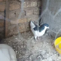 نر چپ پریده ضمانتی فروشی