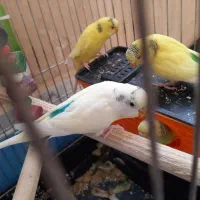 یه جفت مرغ عشق با دوتا جوجه شش ماهه|پرنده|کرمانشاه, |دیوار