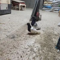 9 عدد کله سیاه