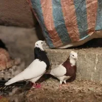 طوقی|پرنده|نورآباد ممسنی, |دیوار