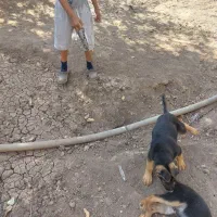 واگذاری توله سگ ژرمن اصل|سگ|کرمانشاه, |دیوار