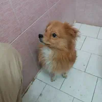 سگ پارمرانین ساکت وبانمک