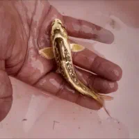 انواع ماهی کوی همه رنگ|ماهی|آمل, |دیوار