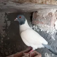 فقط فقط با معاوضه