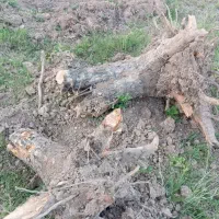 خرید و بورش انواع چوب|خدمات باغبانی و درختکاری|مبارکه, |دیوار