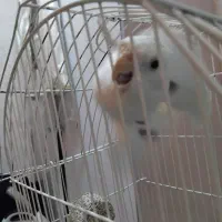 آلبینو دوکت پروانه ای نر مست اماده و جفت مولد|پرنده|تبریز, |دیوار