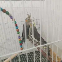 عروس هلندی|پرنده|چناران, |دیوار