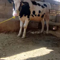 گوساله ماده هلشتاین|حیوانات مزرعه|سیوان, |دیوار