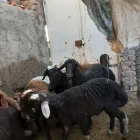 بره چاق تمام گوشت