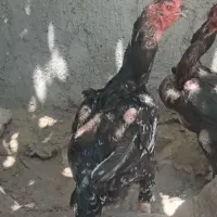 مرغ وخروس لاری|حیوانات مزرعه|رشت, توشیبا|دیوار