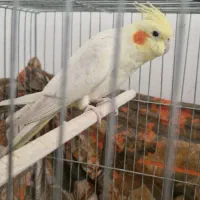 عروس هلندی ماده تخم گذار|پرنده|قم, شهرک مهدیه (مدرس)|دیوار