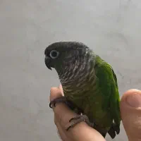 طوطی گرینچیک نر(فول دستی)|پرنده|تهران, بلورسازی|دیوار