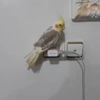 فروش عروس هلندی