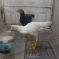 لاری مفت قیمت مناسب|حیوانات مزرعه|اقبالیه, |دیوار