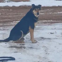 سگ نژاد ژرمن و دوبرمن