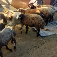 بز  مهربان و افشار|حیوانات مزرعه|سنندج, |دیوار